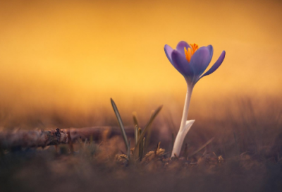 ​铁杵磨成针的主人公是谁（铁杵磨成针的故事道理）