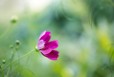 ​画蛇添足的寓言故事是什么意思（画蛇添足读书笔记摘抄）