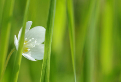 ​杜甫的故事简短版（杜甫的经典历史故事）