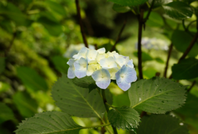 ​十二生肖猫和狗的故事（分享猫狗民间故事）