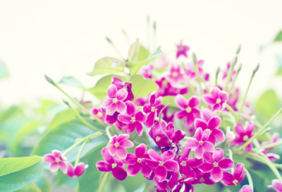 ​南辕北辙小古文注释（南辕北辙的故事翻译）