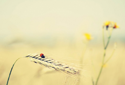 ​夸父逐日原文与译文（夸父逐日完整版故事）