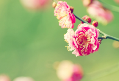 ​出自安徒生童话有哪些故事（安徒生经典童话故事合集）