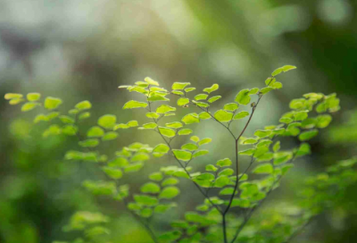 ​陶侃留客文言文翻译（陶侃留客的故事道理）