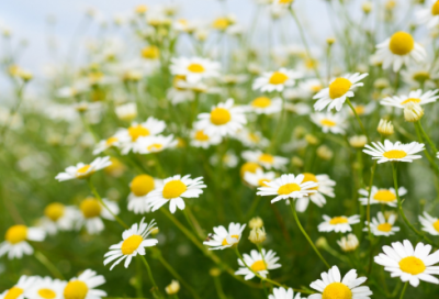 ​一字千金的故事简短（一字千金的故事和寓意）