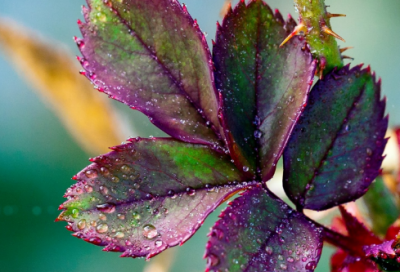 ​心灵鸡汤故事精选（励志的心灵鸡汤文章）