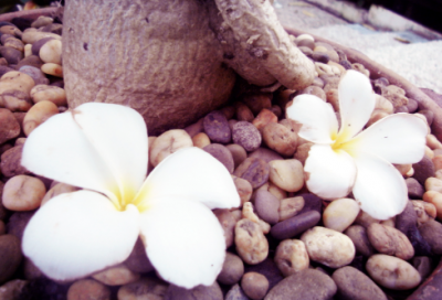 ​猴子捞月的故事告诉我们什么道理（猴子捞月亮感悟和启发）