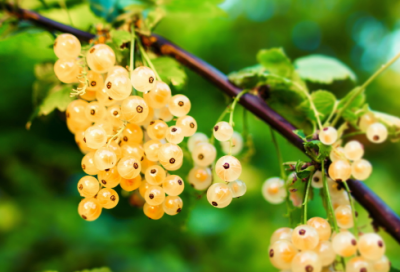 ​江南可采莲经典咏流传（江南可采莲的故事）