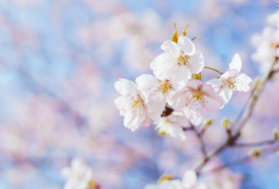 ​暴殄天物的意思是什么（暴殄天物的成语解释及故事）