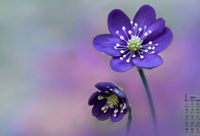 ​画蛇添足的意思和道理（画蛇添足寓言故事内容）