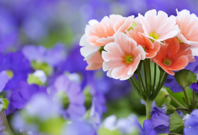 ​坚持到底的故事有哪些（关于坚持的故事简短）