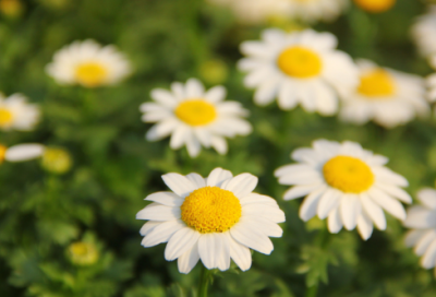 ​水落石出是什么意思（水落石出成语故事）