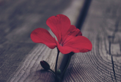 ​投机取巧的故事是什么（关于投机取巧的故事全文）