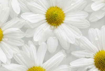 ​渔夫和金鱼的故事内容（渔夫和金鱼的故事原版分享）