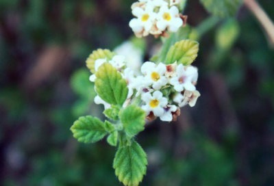 ​三只小猪的故事简短（分享童话故事简短）