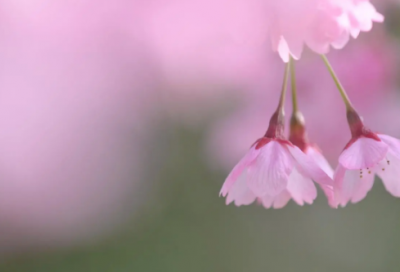 ​囊萤夜读的故事及含义（囊萤夜读的道理）