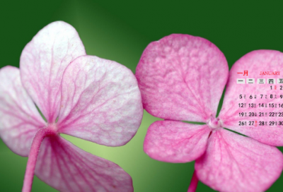 ​老马识途的意思是什么（老马识途的成语故事）