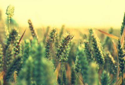 ​李白铁杵磨针的故事（铁杵磨针的成语故事）