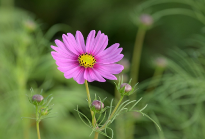 ​画蛇添足文言文翻译（画蛇添足的故事和寓意）