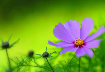 ​狗猛酒酸寓言故事（狗恶酒酸的故事及寓意）