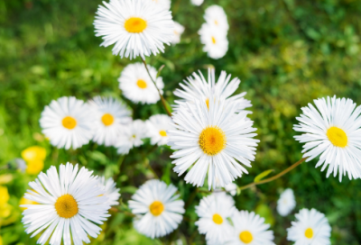 ​关于塞翁失马的故事（塞翁失马的寓言故事概括）