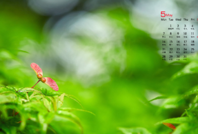 ​蒙鸠为巢文言文解释（蒙鸠筑巢寓言故事）