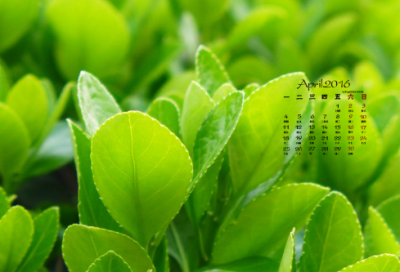 ​乌鸦喝水的故事原文（儿童故事乌鸦喝水分享）