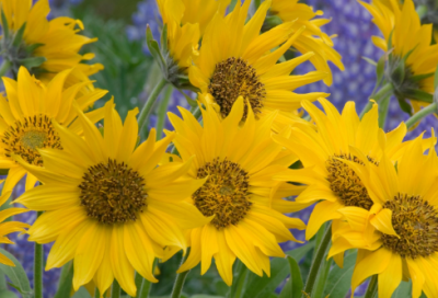 ​掩耳盗铃的寓意（掩耳盗铃寓言故事原文）