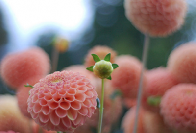 ​放辟邪侈是什么意思（放辟邪侈的成语解释及故事）