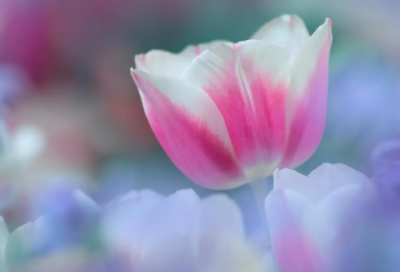 ​元宵节对家人的祝福语-44句