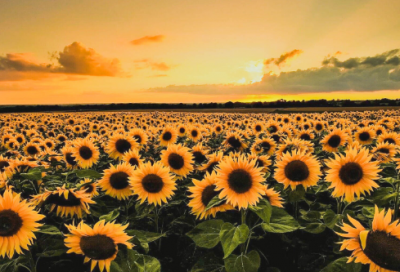 ​简爱主要内容概括（简爱的启示人生哲理）