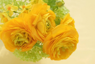 ​暗香浮动月黄昏是什么花（暗香浮动的寓意）