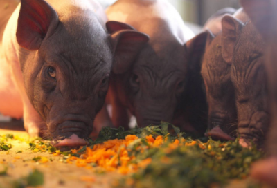 ​一丘之貉的意思是什么意思（一丘之貉通俗解释）