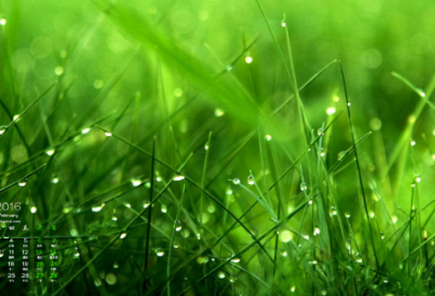 ​观天鹅的作文优秀范文