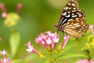 ​关于清明节的来历和介绍（清明节的由来文字介绍）