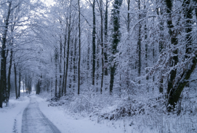 ​以真实为话题的作文范文