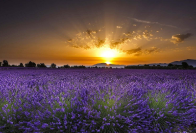 ​难忘的一件小事范文作文