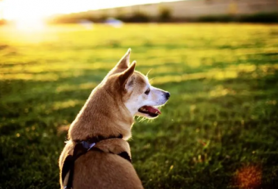 ​字谜的来历和意义（字谜的发展历史）