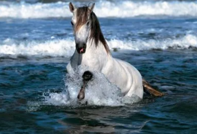 ​关于春节的由来和风俗（春节的风俗由来和寓意）