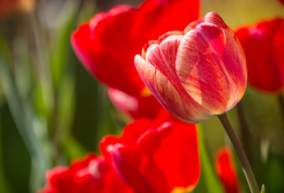 ​用对比手法写一段话四年级（对比手法小练笔150字）