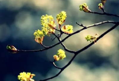 ​骆驼祥子第九章读后感（读《骆驼祥子》有感）