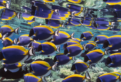 ​平凡中的美作文600字（平凡之美600字记叙文）