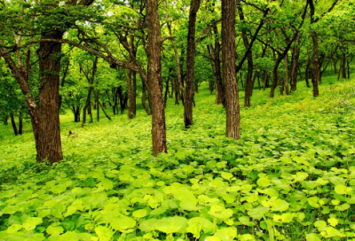 ​发展党员工作计划