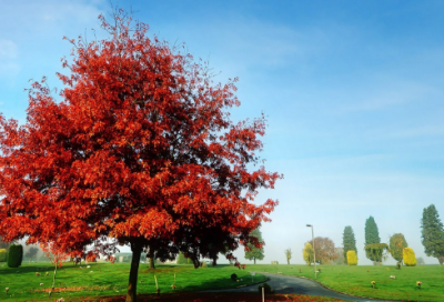 ​无怨的青春席慕容原文（席慕容无悔的青春赏析）