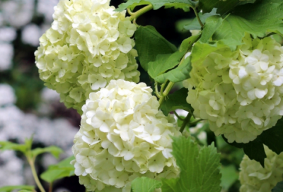 ​苟有恒扩写议论文600字（围绕苟有恒写一篇议论性文章）