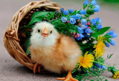 ​高中优秀作文范文及简评：放平你的秤杆