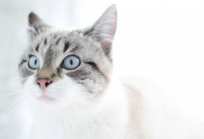 ​请埋头寻找作文范文