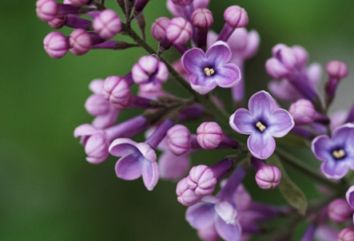 ​写一处自然景观中学作文范文