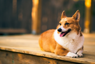 ​读钢铁是怎样炼成的有感作文范文