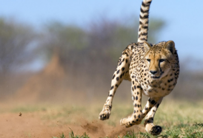 ​学会慢下来作文范文